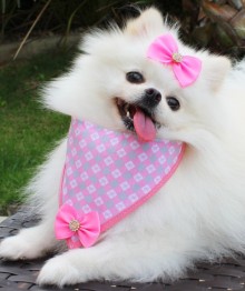 Bandana pra Cachorro 
