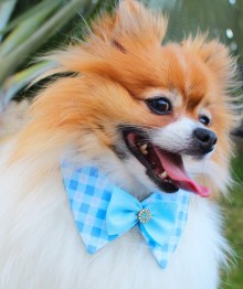 Gola pra Cachorro 