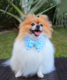 Gola pra Cachorro 
