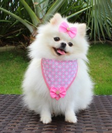 Bandana pra Cachorro 