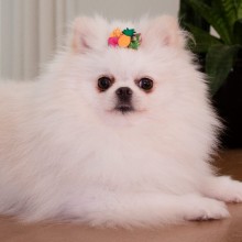 Lao pra Cachorro 