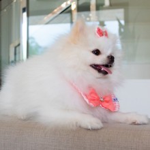 Gola pra Cachorro 
